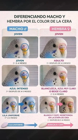 cauta casuta noua