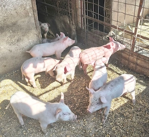 Purcei de vanzare