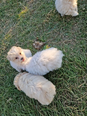 Bichon maltez deparazitați  - imagine 3