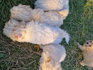 Bichon maltez deparazitați  - imagine 2