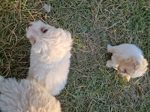 Bichon maltez deparazitați  - imagine 5