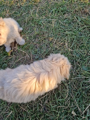Bichon maltez deparazitați  - imagine 5