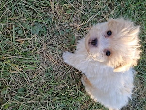 Bichon maltez deparazitați  - imagine 6