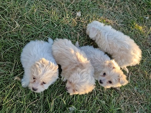 Bichon maltez deparazitați 