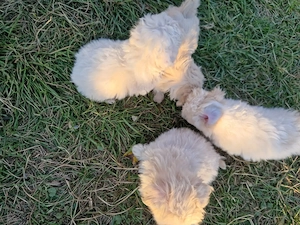 Bichon maltez deparazitați  - imagine 4