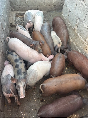 Grăsuni de vânzare