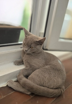 Pisică bristish shorthaire 