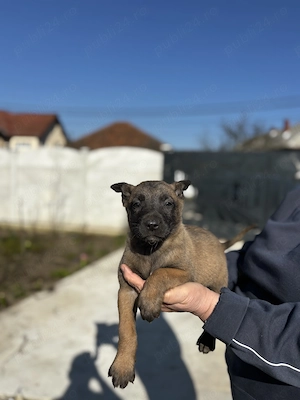 Căței Ciobănesc Malinois Belgian Deparazitați,vaccinați și Microcipați  - imagine 3
