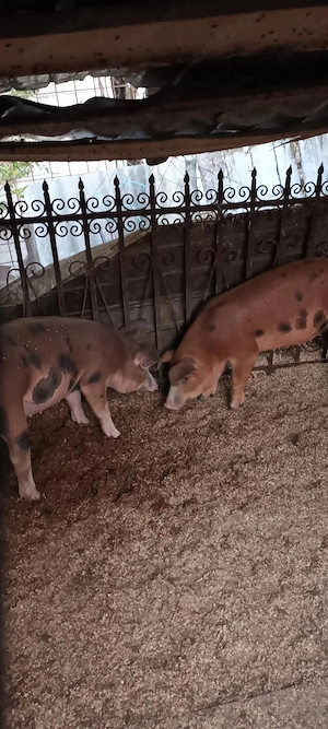 Vând porci șoldani 2buc. 60 kg mănâncă foarte bine  - imagine 2