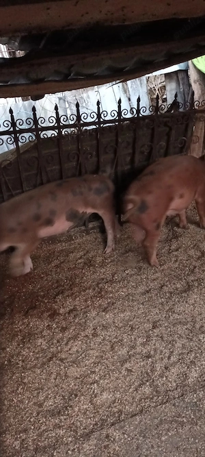 Vând porci șoldani 2buc. 60 kg mănâncă foarte bine 