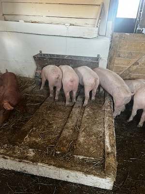 Vând purcei rasă de carne sau rasă mixtă - imagine 4