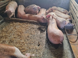 Vând porci mari rasă de carne si rasa mixtă - imagine 4