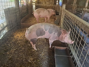 Vând porci mari rasă de carne si rasa mixtă - imagine 3