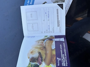 Căței Ciobănesc Malinois Belgian Deparazitați,vaccinați și Microcipați  - imagine 5
