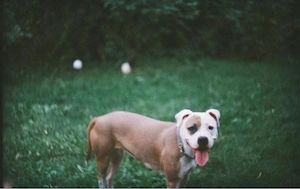 Donez amstaff - imagine 3