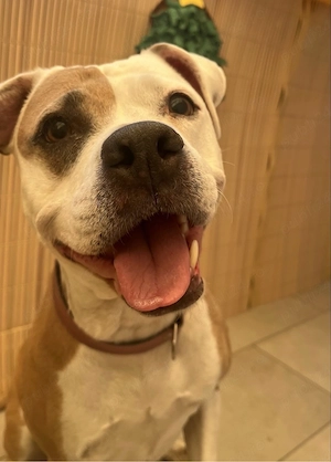 Donez amstaff