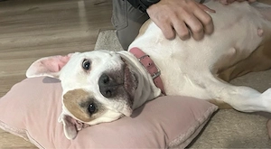 Donez amstaff - imagine 2
