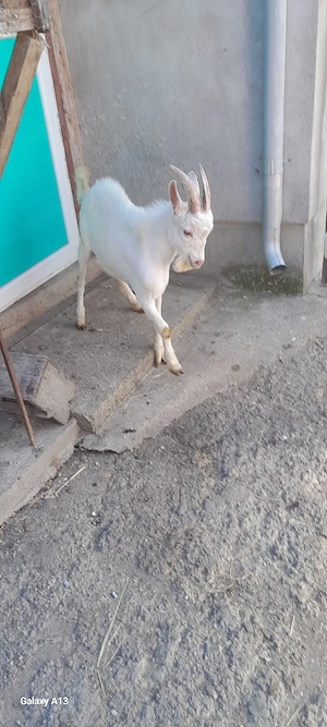 vand țap sannen din martie 