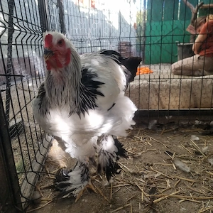 Vând Cocoș Brahma Herminat Deschis - imagine 2