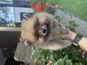 Băiat spitz-pomeranian