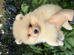 Spitz-pomeranian