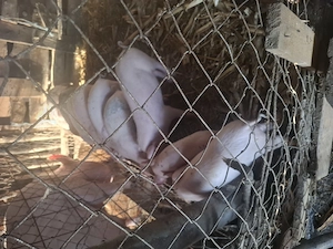 Disponibili porcide taiat si purceii de la 7 săptămâni  - imagine 2