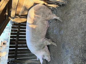 De vânzare Marele Alb 