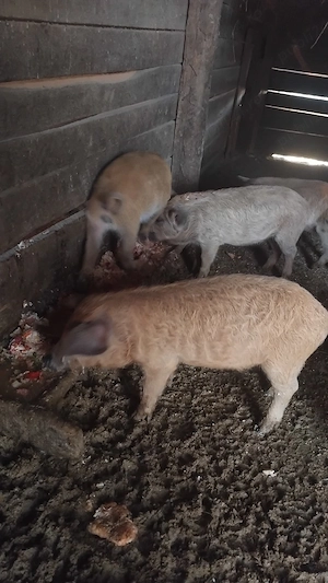 vand porci,de mangalita originali si de vitnamezi originali - imagine 2