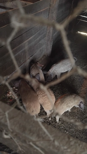 vand porci,de mangalita originali si de vitnamezi originali