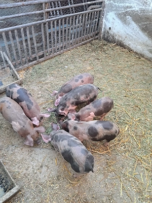 Purcei de vanzare 