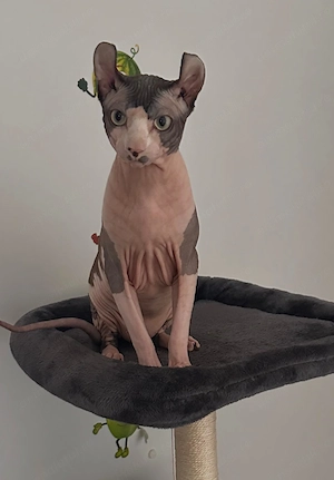 Motan Sphinx,un an jumătate își caută iubită pe termen lung în București 