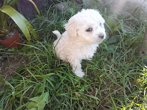 bichon maltez - imagine 4