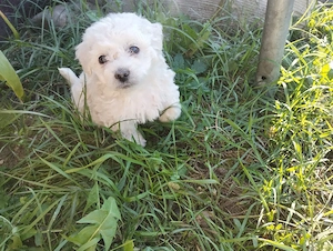 bichon maltez - imagine 5