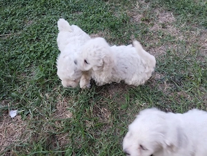 bichon maltez - imagine 3