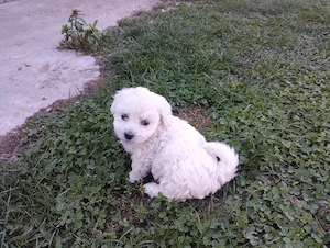 bichon maltez 