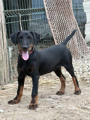 Mascul Jagd terrier cu Pedigree 