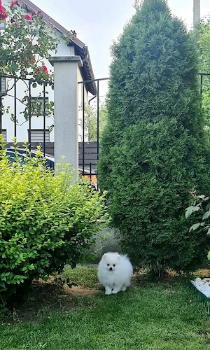 Femela Pomeranian  - imagine 2