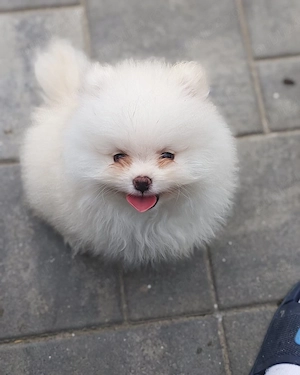Femela Pomeranian 