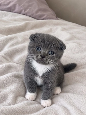 British  Scottish Fold 