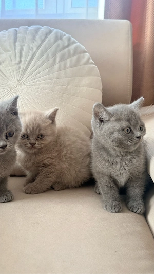 British Shorthair