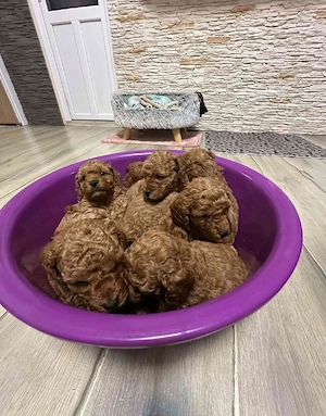 Vand Pudeli  mascuI!