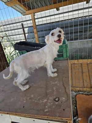 Femela bichon maltez 1 an si doua luni - imagine 4