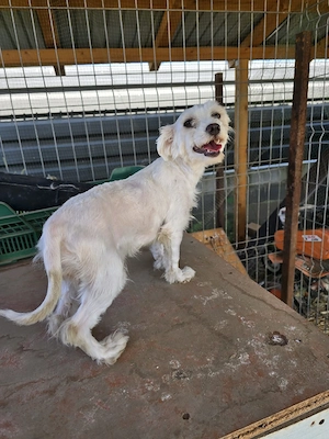 Femela bichon maltez 1 an si doua luni - imagine 2