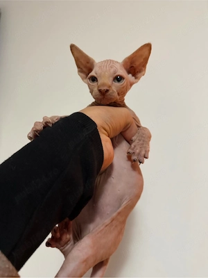 Pui sphynx
