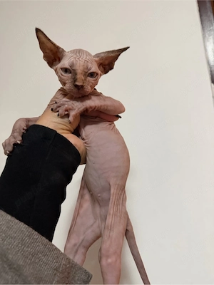 Pui sphynx - imagine 3