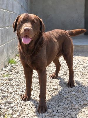 femela labrador ciocolatiu 