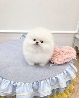 Pomeranian mini toy