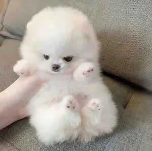 Pomeranian mini toy - imagine 2