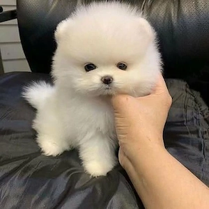 Pomeranian mini toy