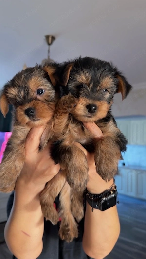 yorshireTerrier